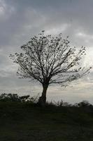 árbol grande solo con fondo de cielo nublado gris. foto