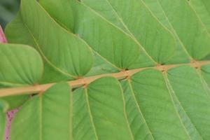 Close up green leaves of Acapulo in row on branch. Another name is Candelabra bush, Candle bush, Ringworm bush. photo
