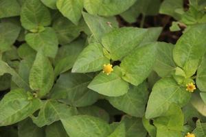 Para Cress 's flower and leaves. Another name is Toothache plant, Brazil Cress Toothache plant, Pellitary. In Thailand people eat Para cress same vegetable. photo