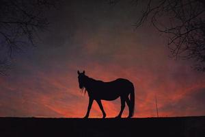 silueta de caballo con un hermoso fondo de puesta de sol foto