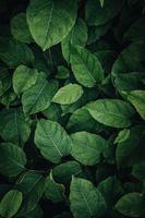 hojas de plantas verdes en la naturaleza en la temporada de primavera, fondo verde foto