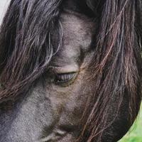 black horse portrait, animal themes photo