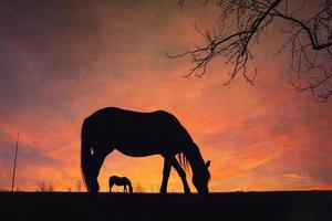 horse silhouette with a beautiful sunset background photo