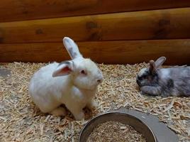 Two rabbits in an aviary photo