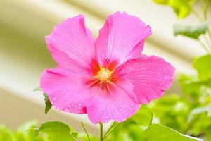 hibiscus es un género de plantas con flores en la familia de las malvas, malvaceae. foto