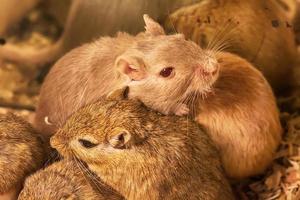 Gerbil or called desert rats photo