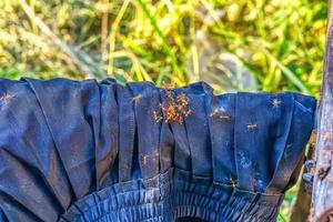 Ants walking on pants photo