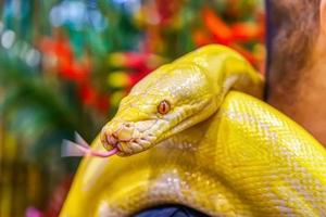 Albino burmese python photo