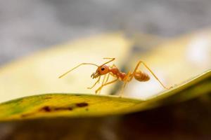 Single red ant photo