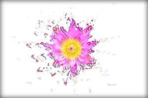 Abstract liquify pink lotus photo