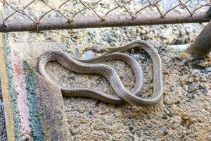 Oriental rat snake photo