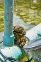 Frog are breeding photo