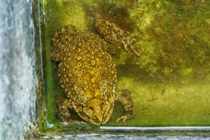 Frog in pond photo