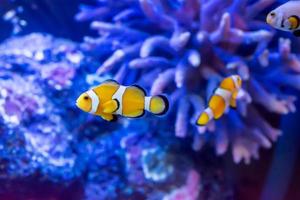 The marine fish are color of the sea. photo