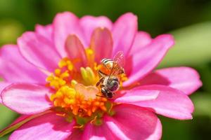 Zinnia elegans on a nature background. photo