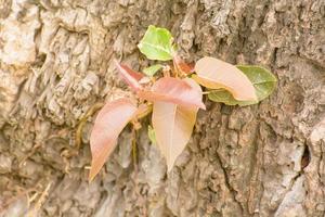 Sapling of the tree photo