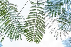 The green tree leaf in the sky background. photo