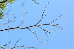 The tree branch in the sky background. photo