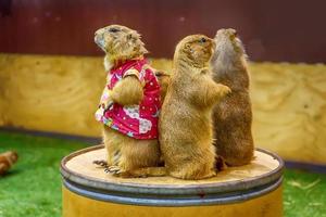 Prairie dog are poses photography photo