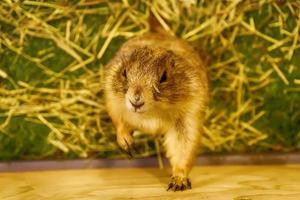 Prairie dog are poses photography photo