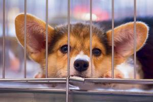 Dogs are crying in the cage photo