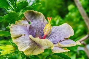 la flor de hibisco es de muchos colores y hermosa en el jardín. foto