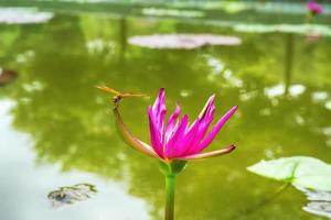 Dragonfly island on lotus photo