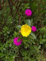 Moss Rose Flower, Flower, Beautiful Flower, Wallpaper, Beautiful Garden photo