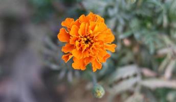 Orange marigold flower on a natural background. Orange flower close-up photo. Mexican marigold flower garden with natural blurred background. Floral garden with a beautiful marigold.