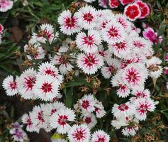 flor de clavel de color blanco y rojo con brotes muertos. flor blanca dulce de william con sombra roja sobre un fondo verde natural. jardín de flores de dianthus con hierba verde y capullos de flores muertas. foto