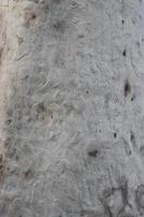 Ash eucalyptus tree surface photo shoot on a sunny day. The embossed texture of an oak tree. Smooth and ash wood surface with brown bark texture for background close-up photoshoot.