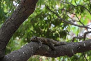 ardilla gris relajándose en un primer plano de la rama de un árbol. linda y hermosa ardilla tendida en un árbol. adorable ardilla durmiendo en un árbol con fondo verde natural. foto natural de animales y árboles.