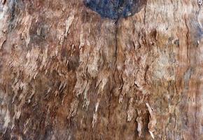 Dry brown oak tree bark texture close-up photoshoot. The texture of a tree trunk and grunge effect. The embossed texture of an oak tree. Brown bark tree surface on a sunny day photo. photo