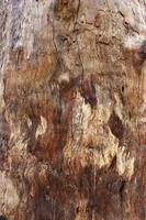 The texture of a tree trunk and grunge effect. Dry brown oak tree bark texture close-up photoshoot. Brown bark tree surface on a sunny day photo. The embossed texture of an oak tree. photo