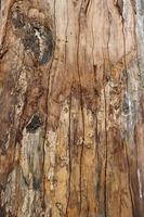 Cracked wood texture with a splash of bark close-up photoshoot. Wood surface with cracked texture. The embossed texture of an oak tree. Brown bark tree surface on a sunny day photo. photo