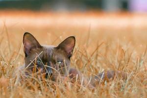 Cat sleeping on the grass photo