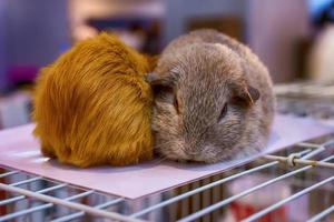 Guinea pig on the cage photo