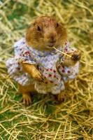 Prairie dog eating food photo