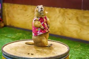 Prairie dog are poses photography photo