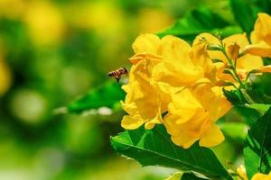 Bees on cascabela thevetia photo