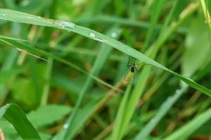 Mosquito on grass photo