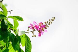 lagerstroemia speciosa o crepe-myrtle de la reina sobre un fondo natural. foto