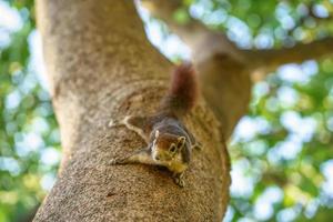 pequeña ardilla en el bosque foto