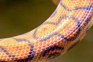 textura de piel de serpiente arcoiris foto