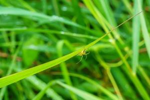 Insect on the grass photo