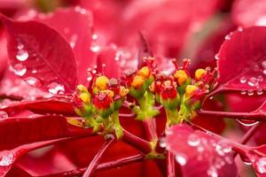 poinsettia como árboles ornamentales durante la temporada navideña. foto