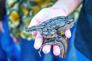 la serpiente es mascota foto