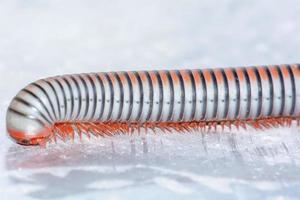 Closeup of a millipede on aluminum floor. photo