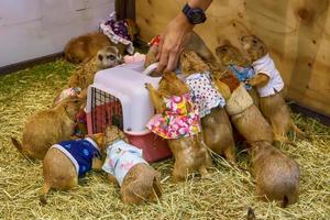 Prairie dog like to cage photo