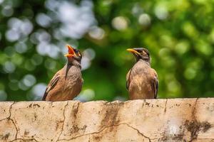 A myna le gusta vivir en pareja. foto